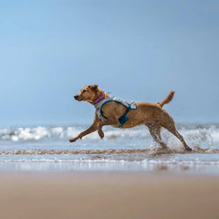 Non-Stop Dogwear Cooling Vest, Light Grey/Teal