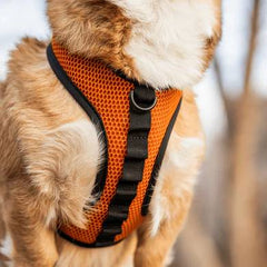 K9 Sport Dog Harness, Orange