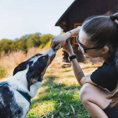 Non-Stop Dogwear Softflask, Grey