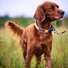 Non-Stop Dogwear Protector Collar, Orange