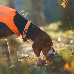 Non-Stop Dogwear Protector Collar, Orange