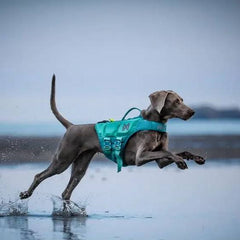 Non-Stop Dogwear Protector Life Jacket, Teal