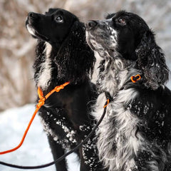 Non-Stop Dogwear Retriever Leash, Orange