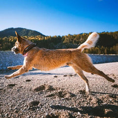 Non-Stop Dogwear Rock Collar, Black/Orange