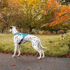 Non-Stop Dogwear Rush Harness, Teal
