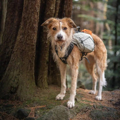 Non-Stop Dogwear Trail Light Dog Backpack, Glacier Grey