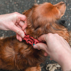 Non-Stop Dogwear Trail Quest Collar, Teal/Wine