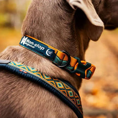 Non-Stop Dogwear Trail Quest Collar Rachel Pohl Edition, Teal/Oak