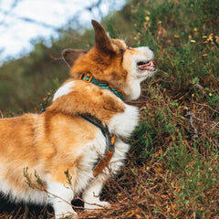 Non-Stop Dogwear Trail Quest Collar Rachel Pohl Edition, Teal/Oak