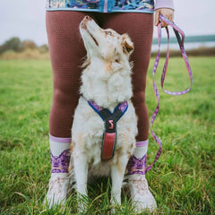 Non-Stop Dogwear Trail Quest Leash Rachel Pohl Edition, Purple/Pink