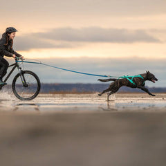 Non-Stop Dogwear Freemotion Harness 5.0, Aqua/Pink