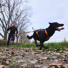 Non-Stop Dogwear Bungee Leash, Aqua