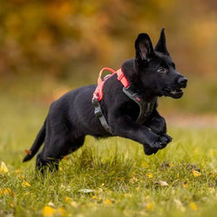 Non-Stop Dogwear Ramble Harness, Black/Pink