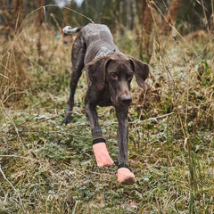 Non-Stop Dogwear Protector Light Socks, Orange