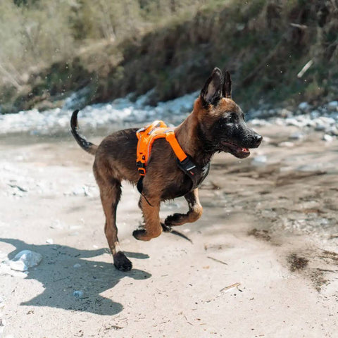 Non-Stop Dogwear Ramble Harness, Black/Orange