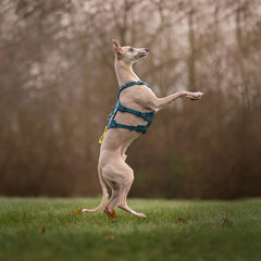 Non-Stop Dogwear Ramble Harness Long, Blue