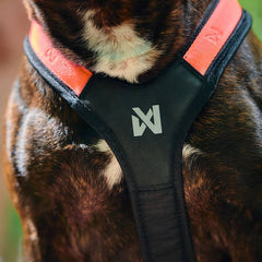 Non-Stop Dogwear Rush Harness, Black/Orange