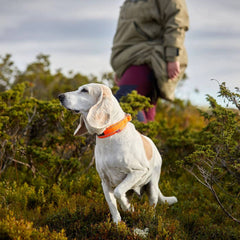 Non-Stop Dogwear Safe Collar, Orange