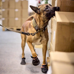 Non-Stop Dogwear Solid Collar WD, Olive