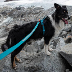 Non-Stop Dogwear Touring Bungee Leash, Teal