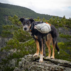 Non-Stop Dogwear Trail Light Dog Backpack, Teal