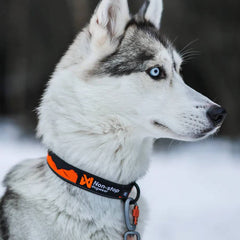 Non-Stop Dogwear Trail Quest Collar, Orange/Black
