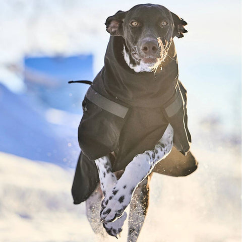 Non-Stop Dogwear Insulated Dog Jacket, Black